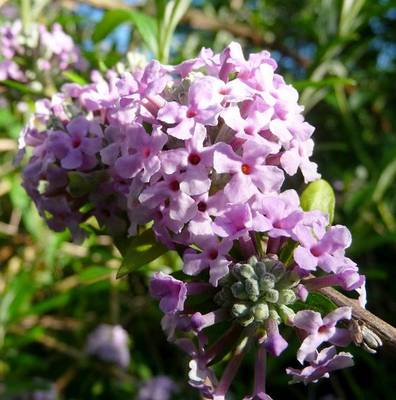 BUDDLEJA ALTERNIFOLIA